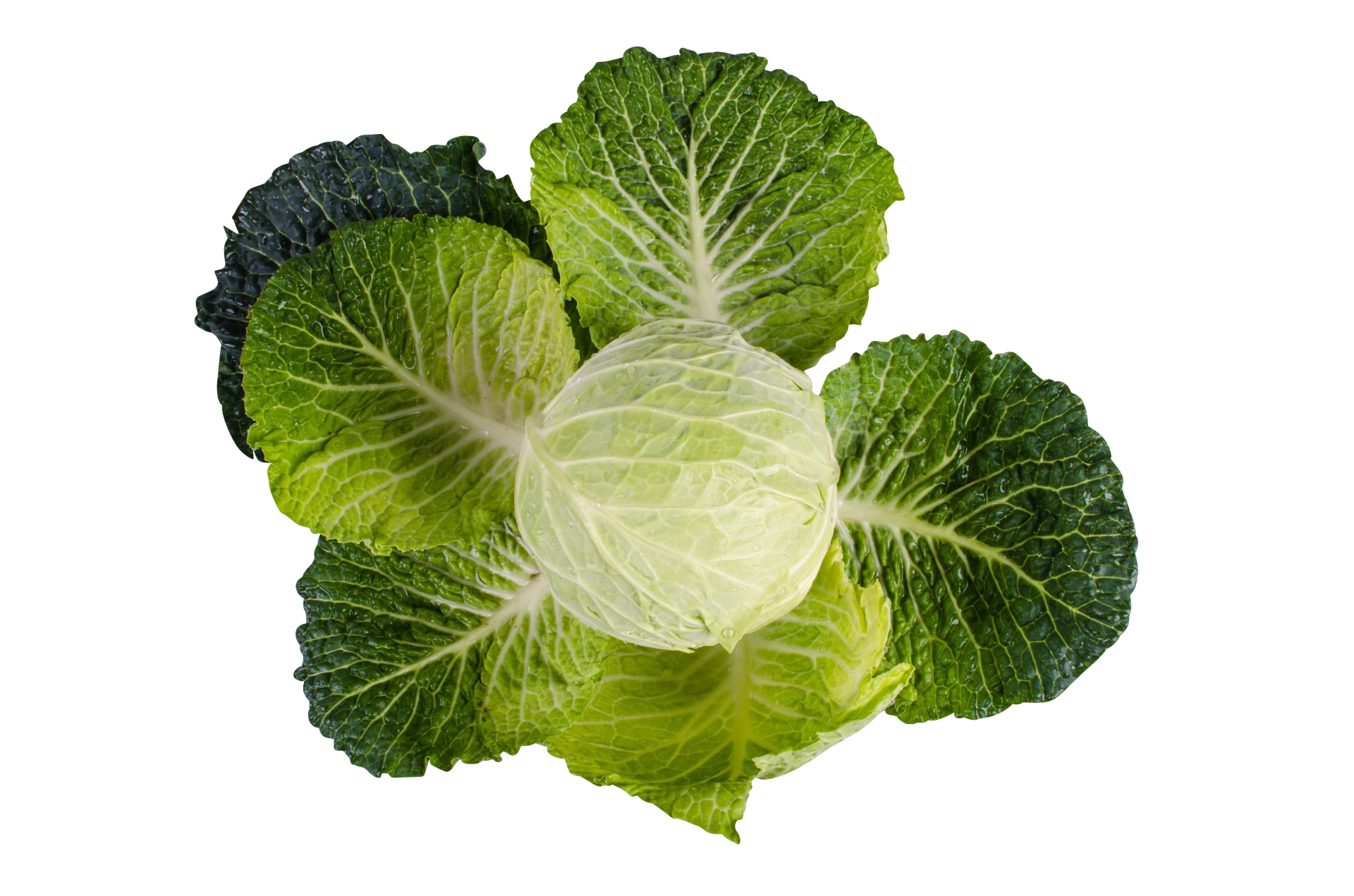 Green Savoy Cabbage Head with Veined Leaves