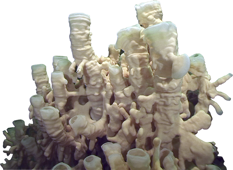 Cream Tubular Coral Formation with Ridged Branches