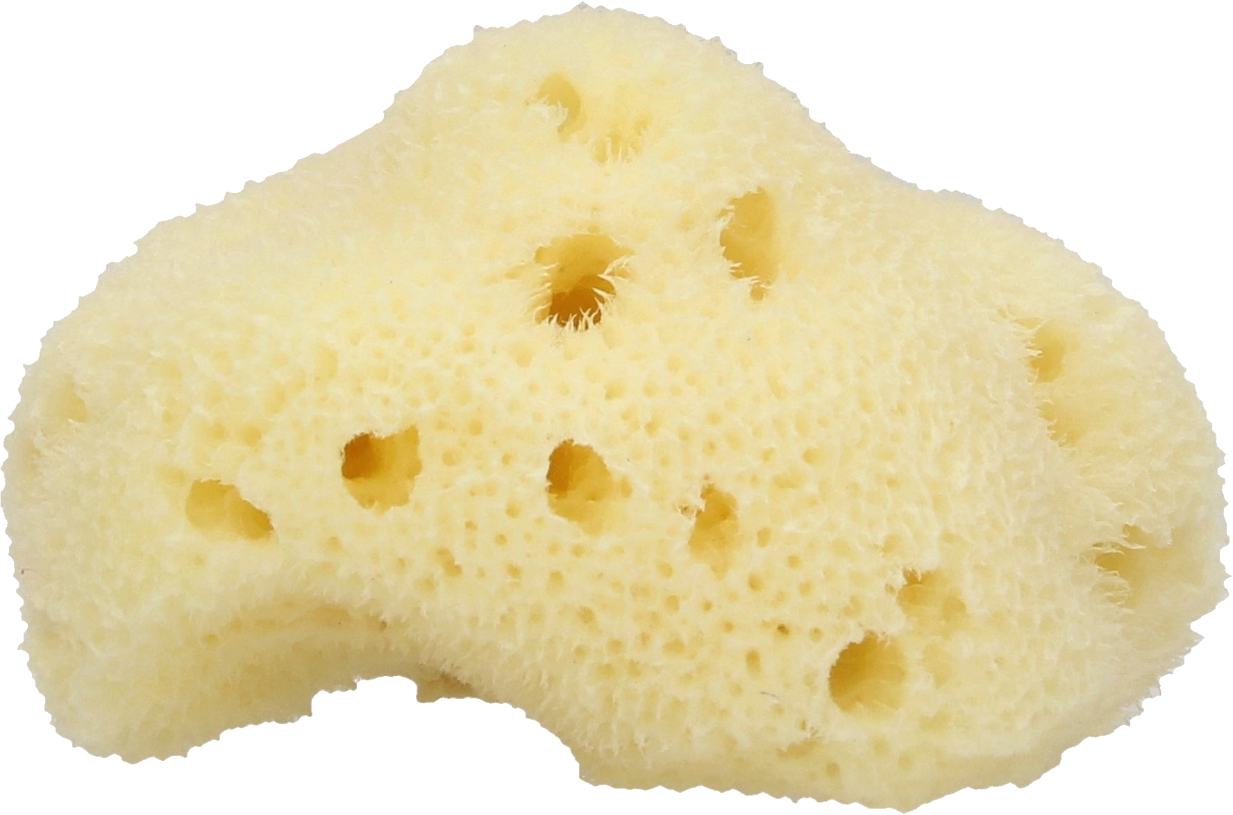 single light cream-colored sponge centered against png