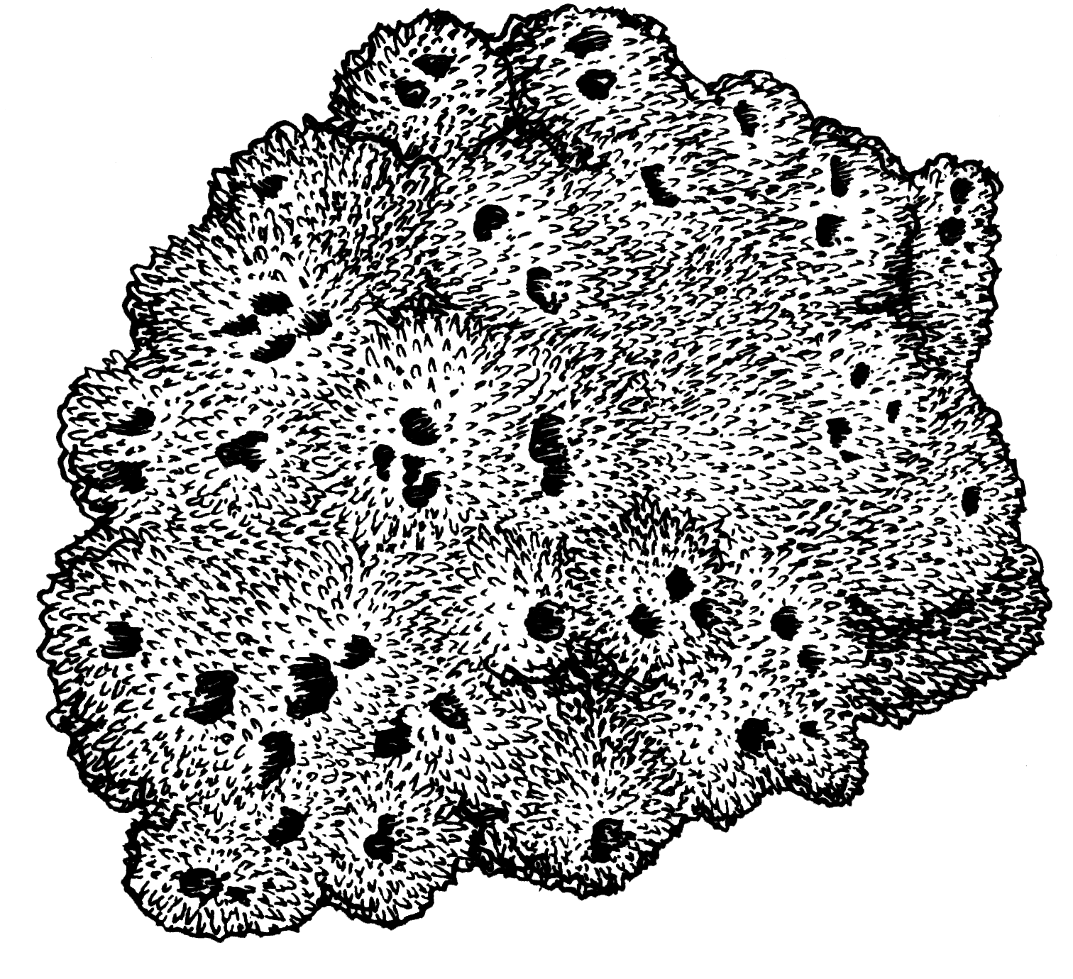 solitary lichen dominates the center the png