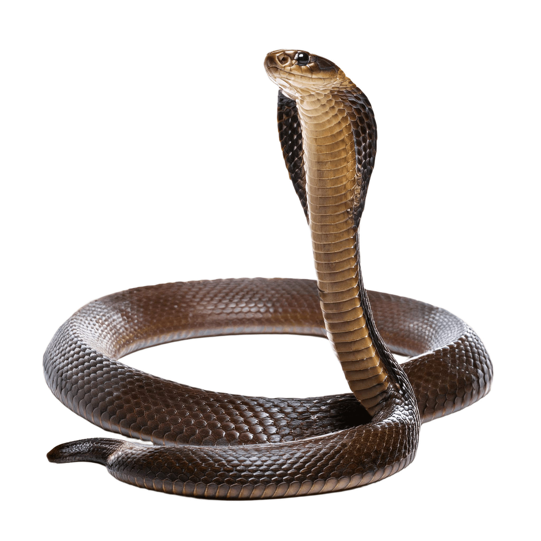 cobra head snake in coiled and alert pose png
