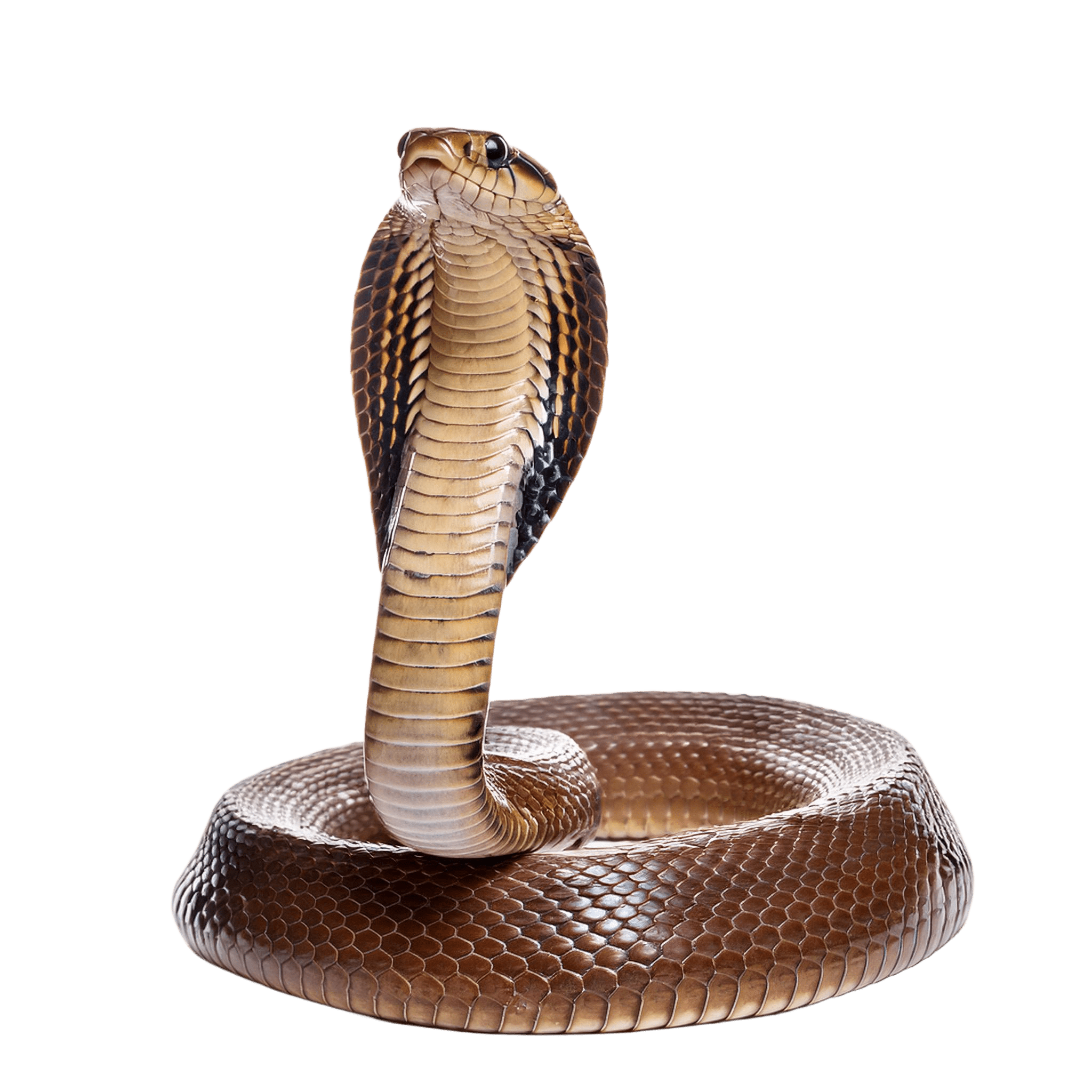 cobra head snake in raised defensive position png