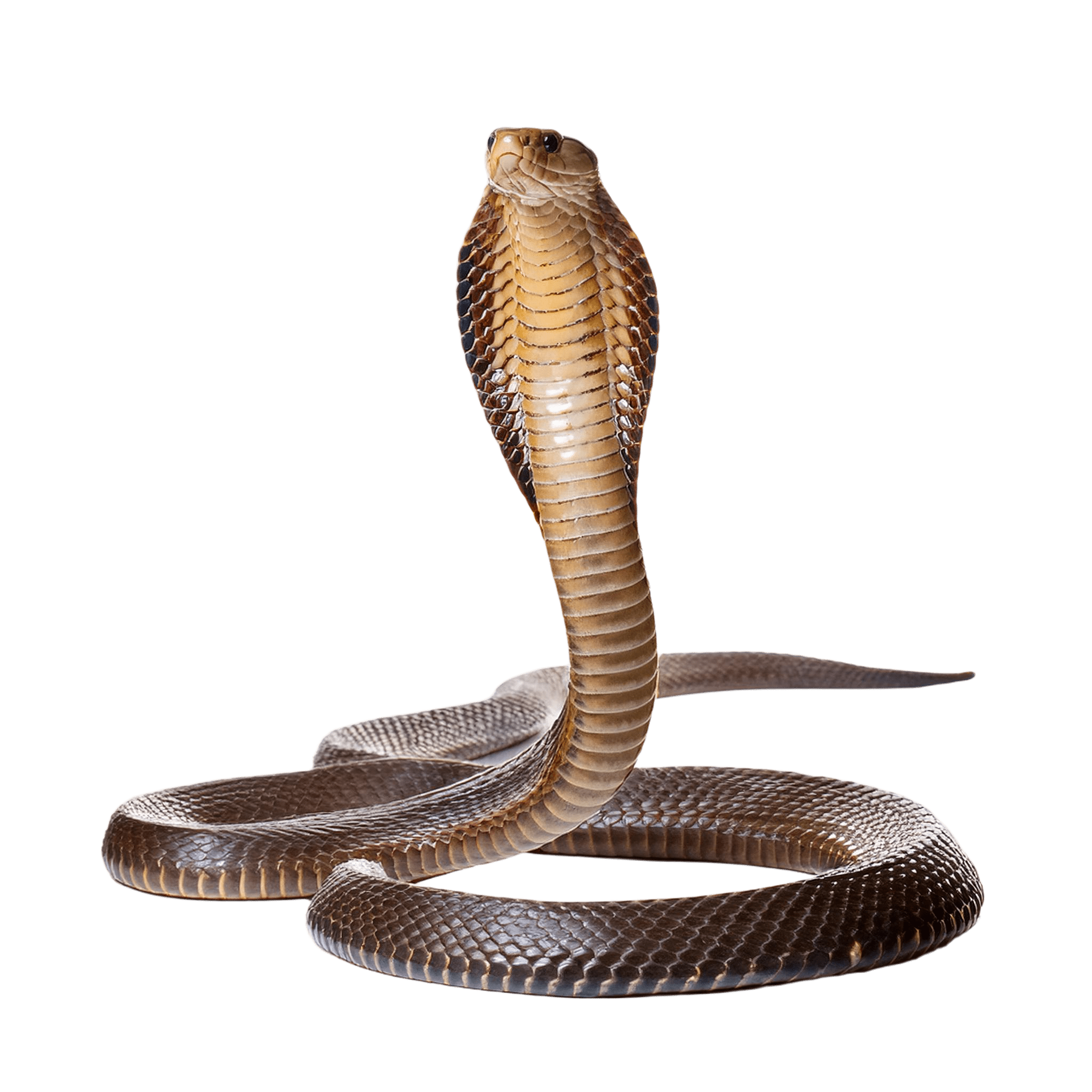 cobra snake looking alert with raised hood png