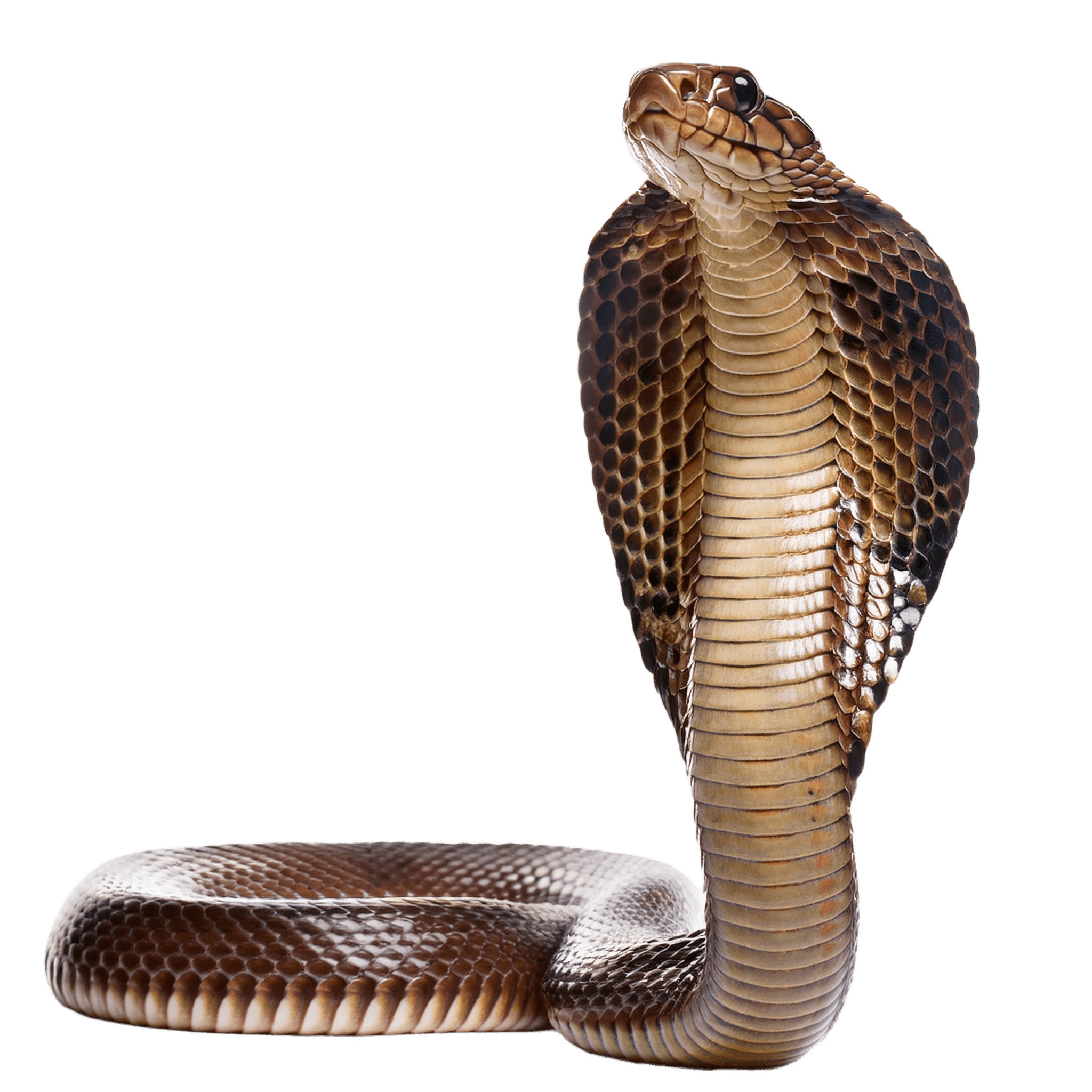 cobra snake with expanded hood in defensive stance png