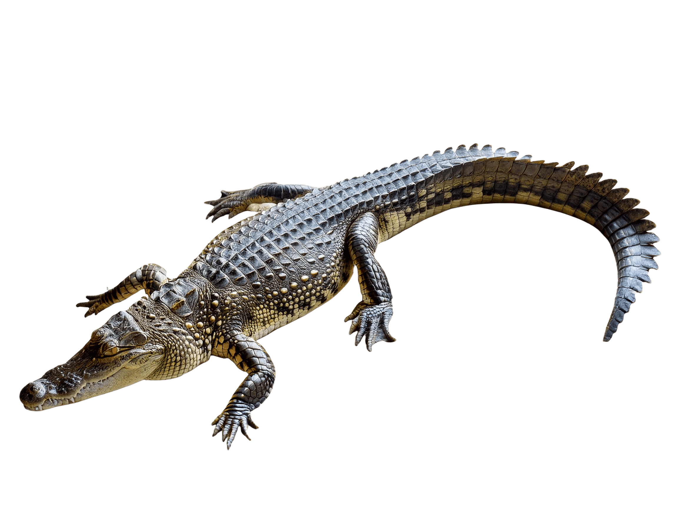 crocodile in relaxed walking pose png