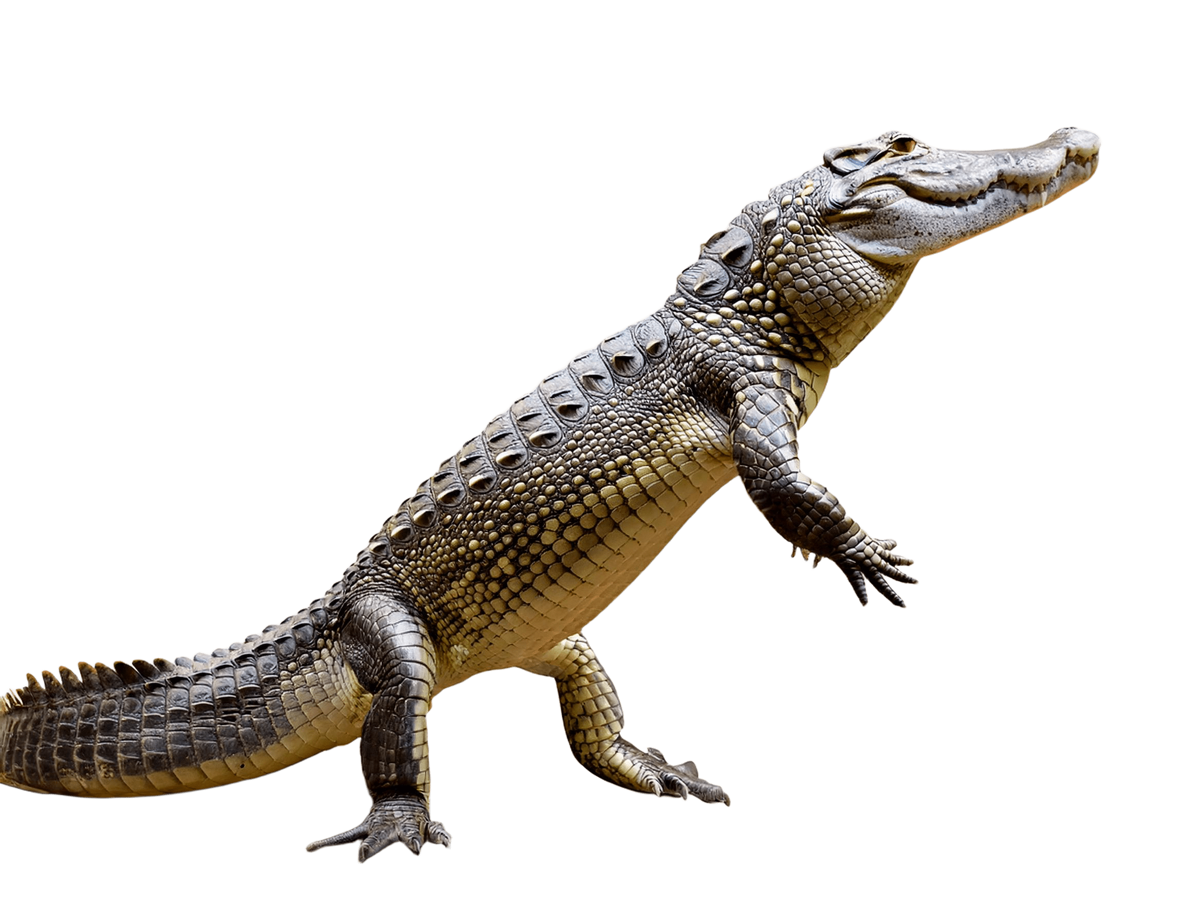 crocodile in resting natural pose png