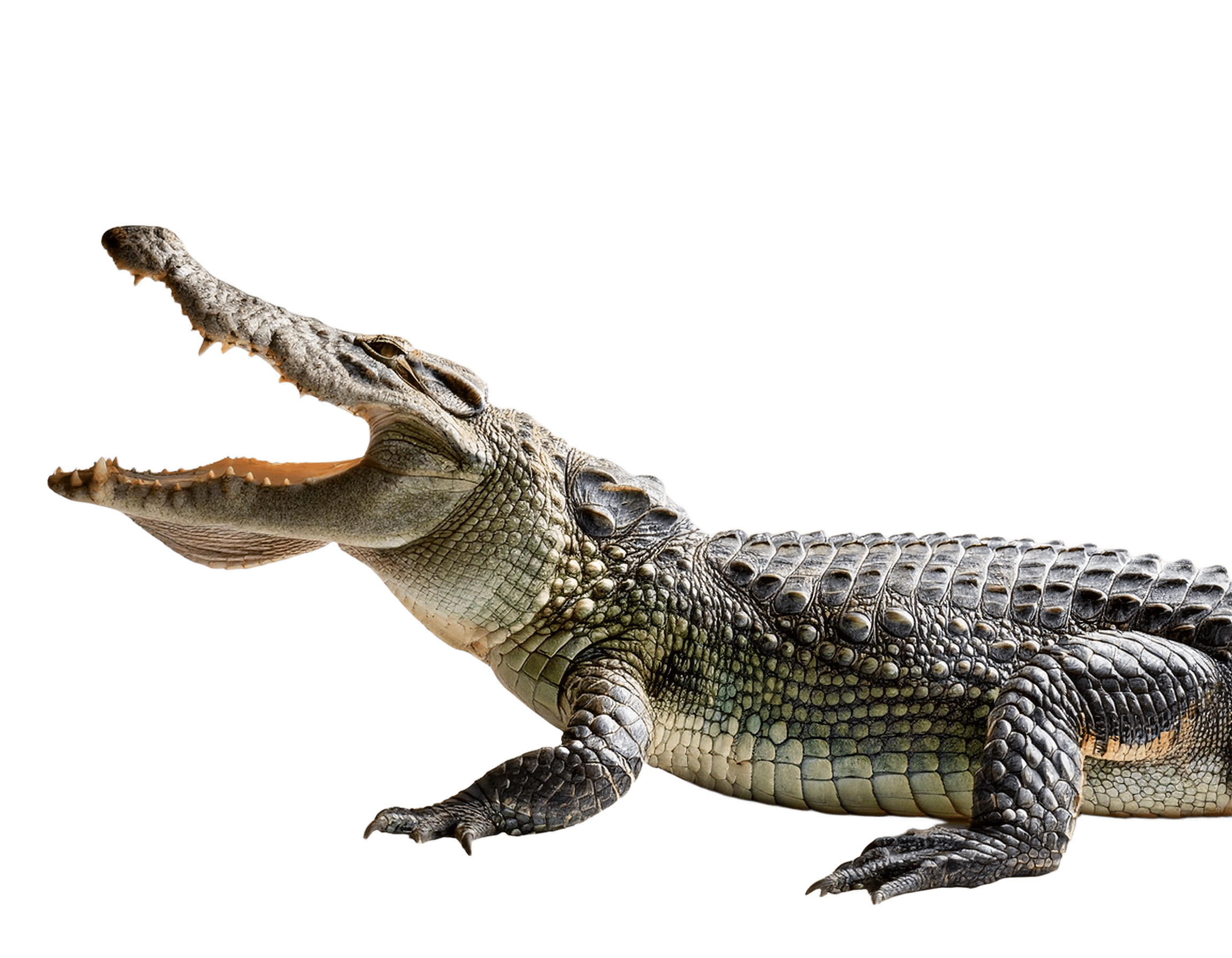 crocodile showing teeth in side view png