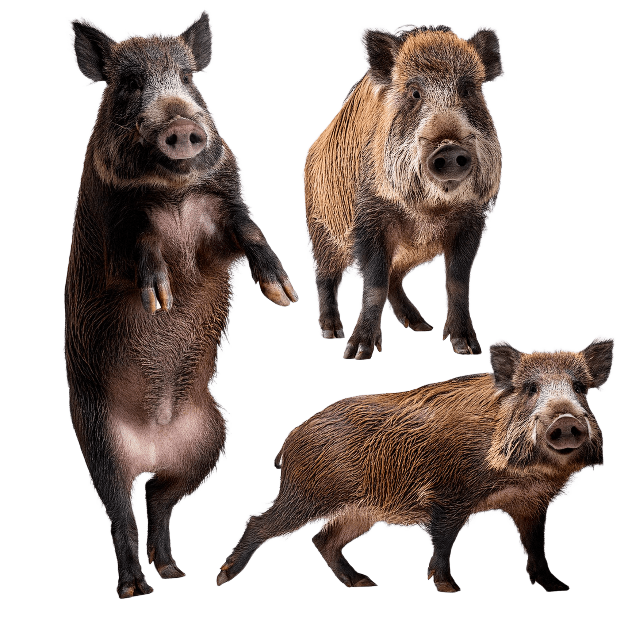group of wild boars in various natural poses png