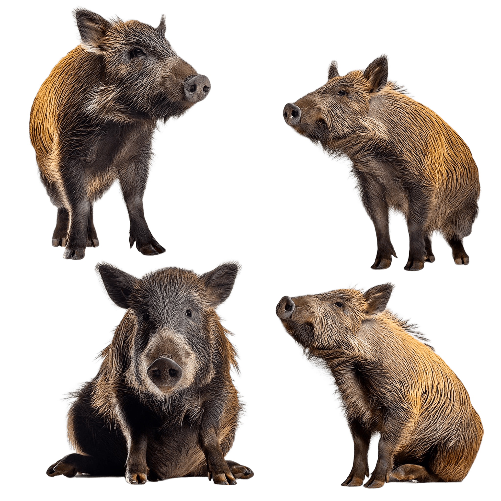 pair of boars sitting and standing together png