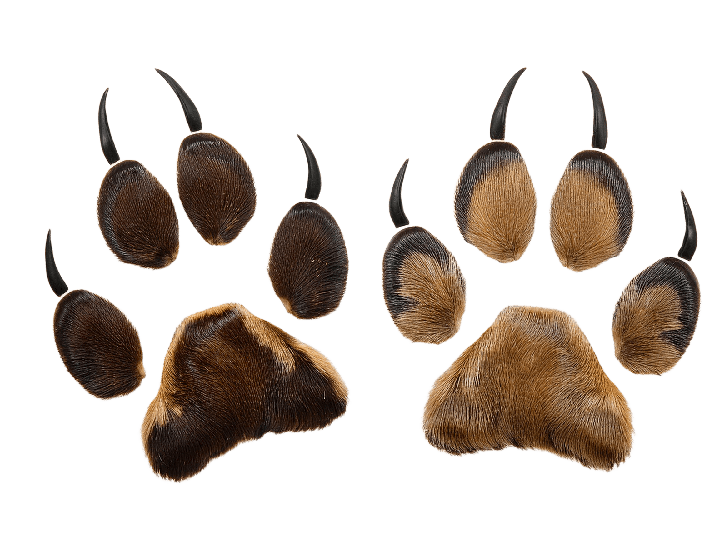 set of coyote paw prints in brown and black png