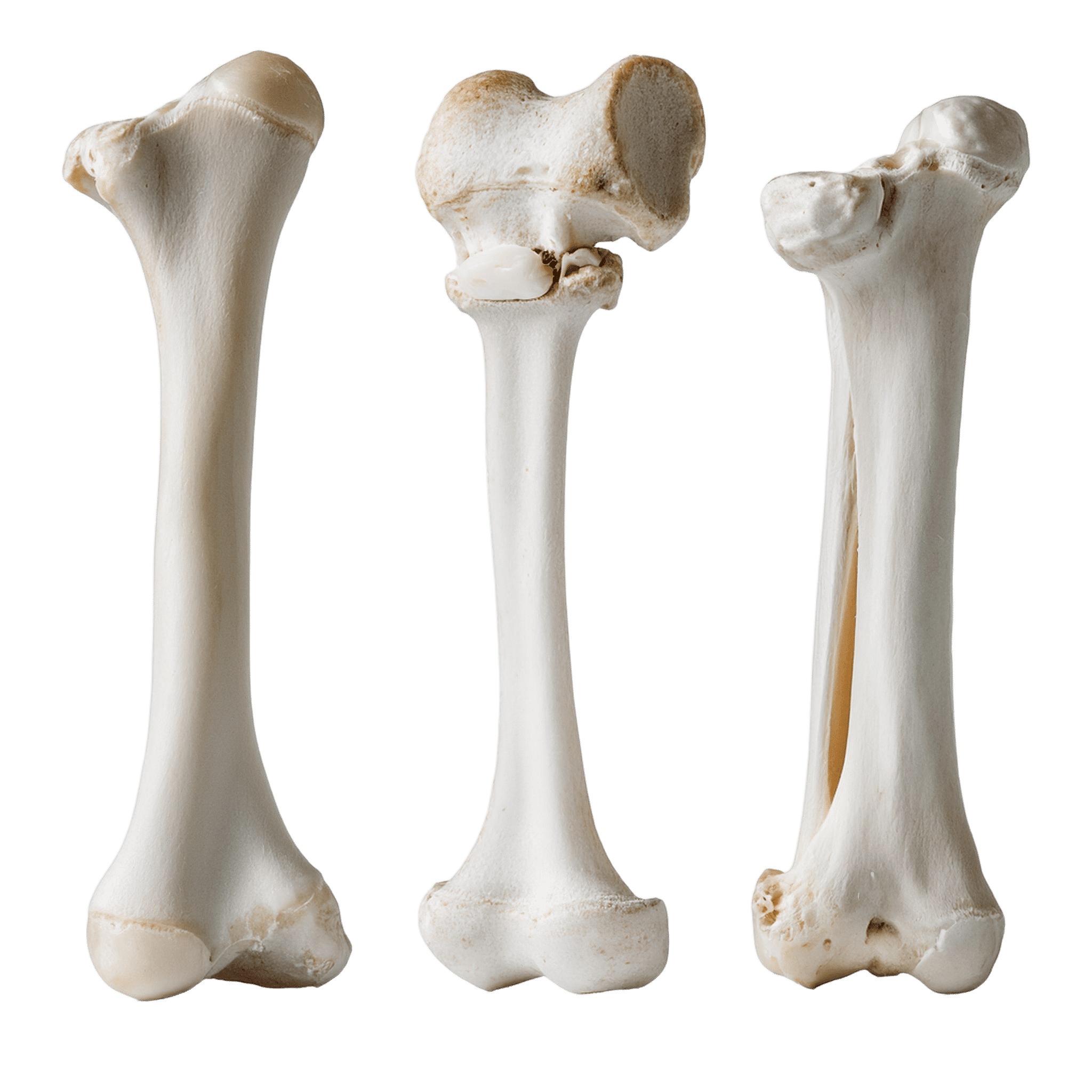 collection of animal bones in white color png