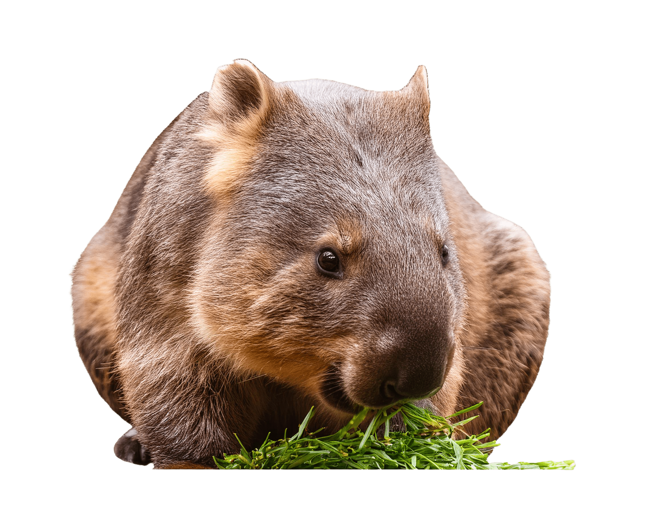 wombat holding grass