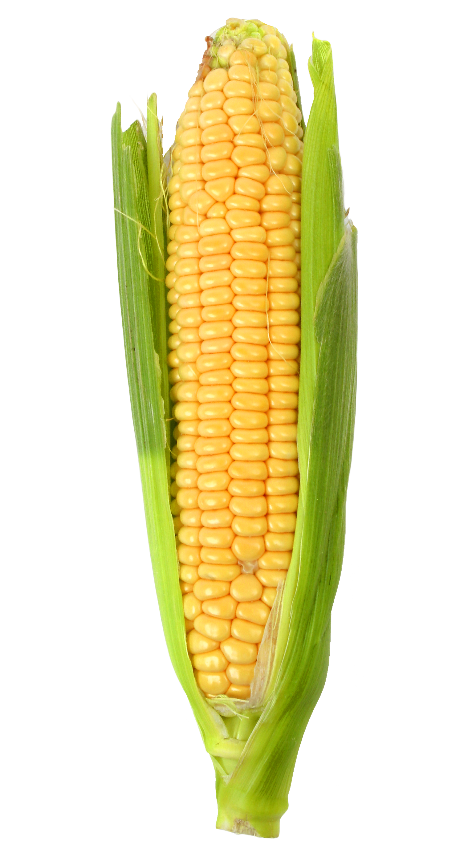 corn on the cob maize plank road market corn