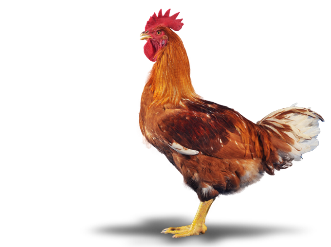 rooster bird free market beak galinha