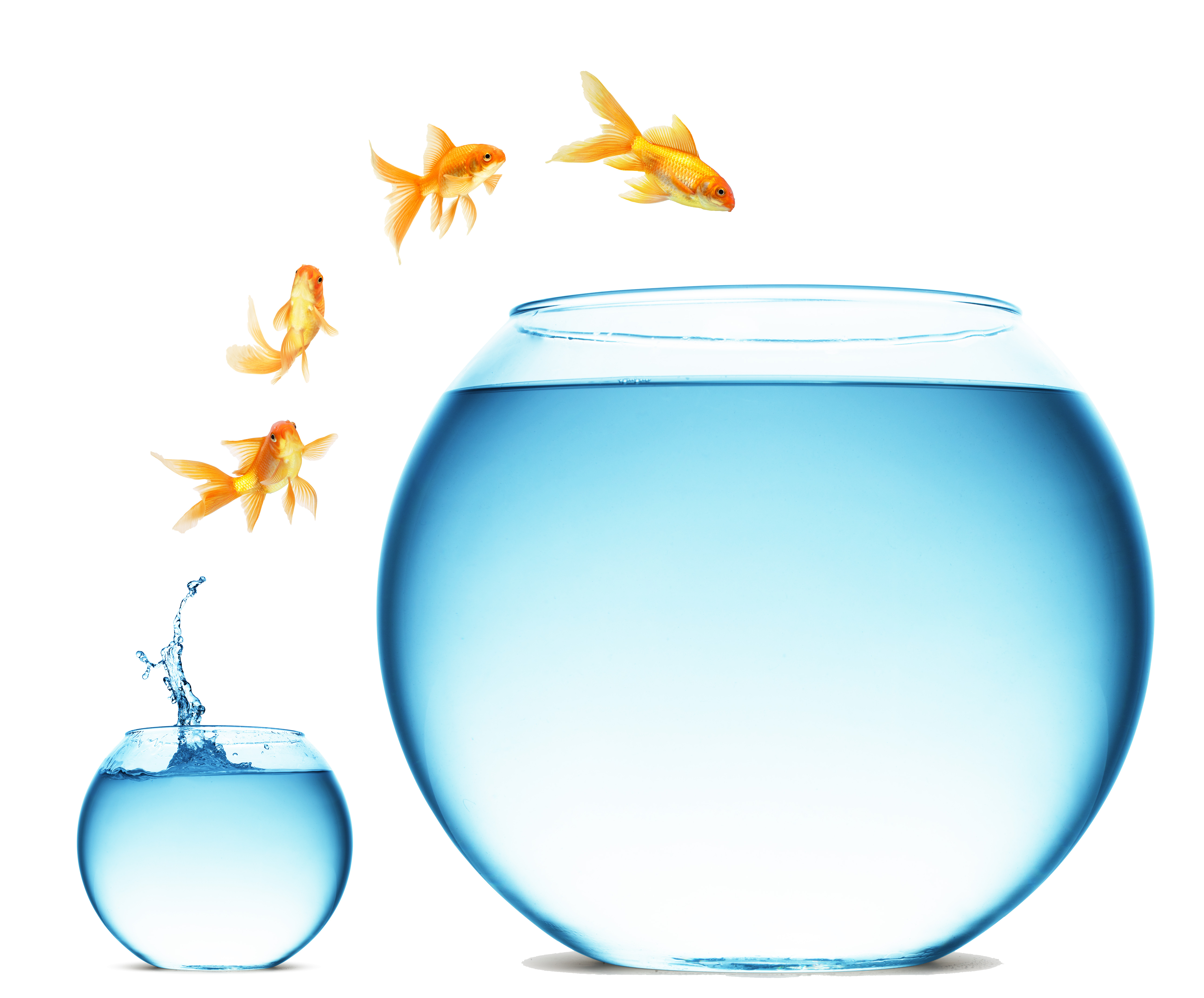 Goldfish Leaping Into Larger Glass Fishbowl