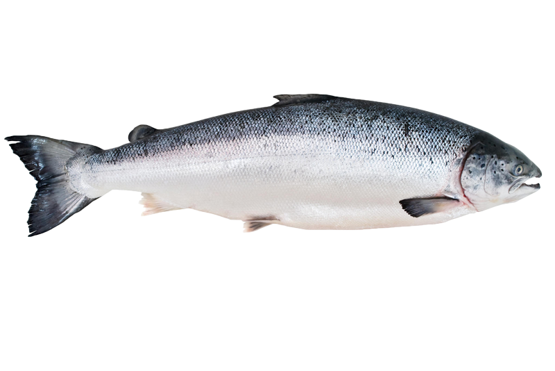 fish market salmon fish processing canned fish salmon