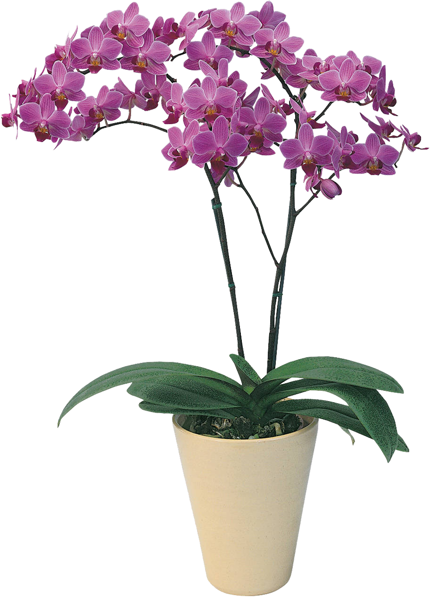 flower orchids blossom glass ebru hobi market aloe