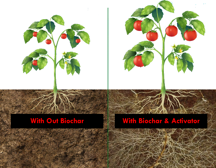 Tree Root Plants Tomato Market Garden Leaf Irrigation Plant Stem Kitchen Garden transparent back