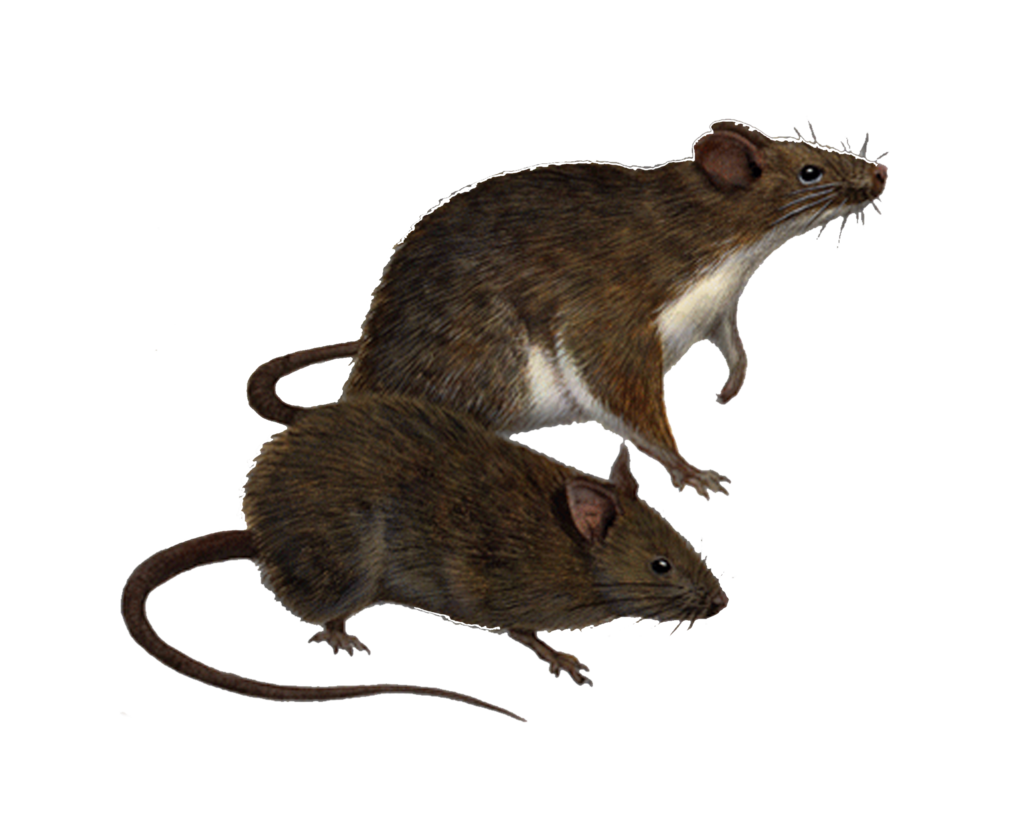 brown rat hawaii black rat traveller s wildlife guide costa rica rodent rat png clipart