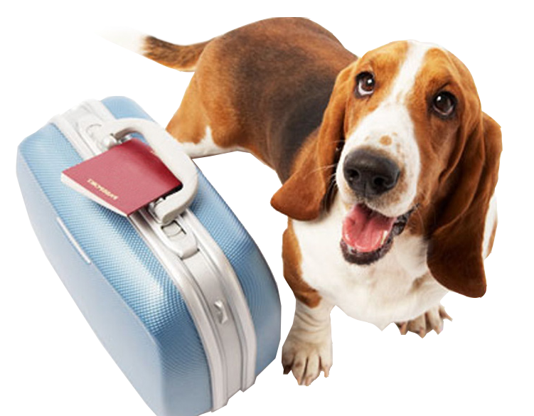 dog cat pet travel veterinarian dog