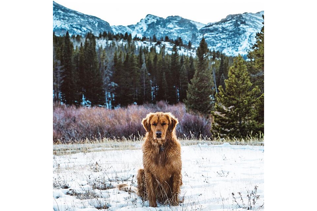 Golden Retriever Sitting in Snowy Meadow