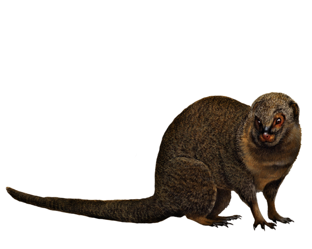hawaii mongoose animal travellers wildlife guides costa rica mammal animals