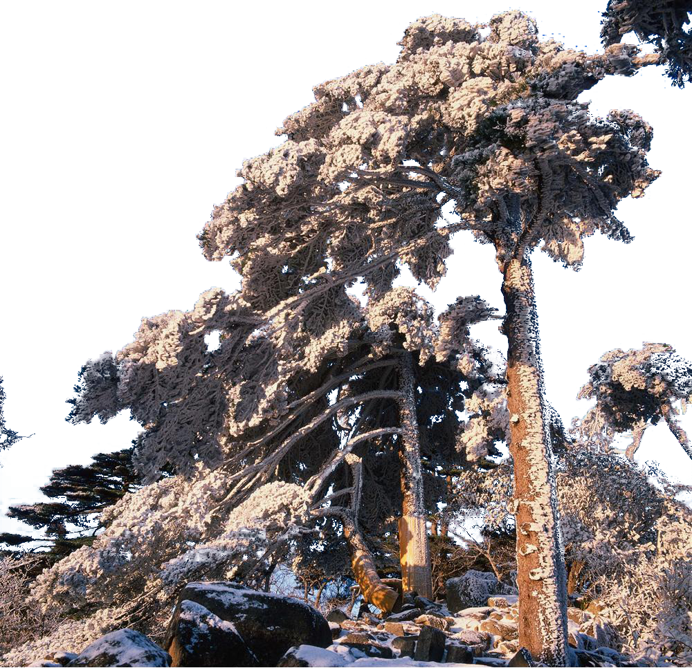 huangshan city mount yao pinaceae travel welcome song snow