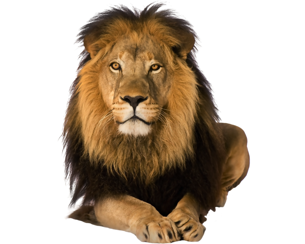 lion abundant life ministries cogic safari travel big five game lion png