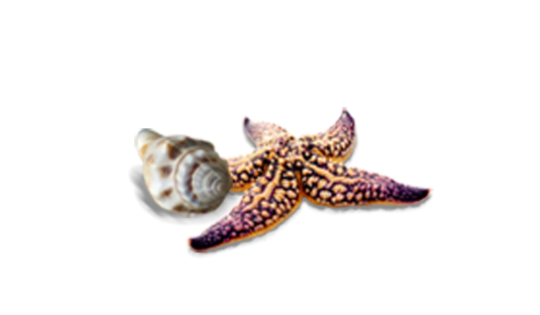 lotos travel starfish icon conch