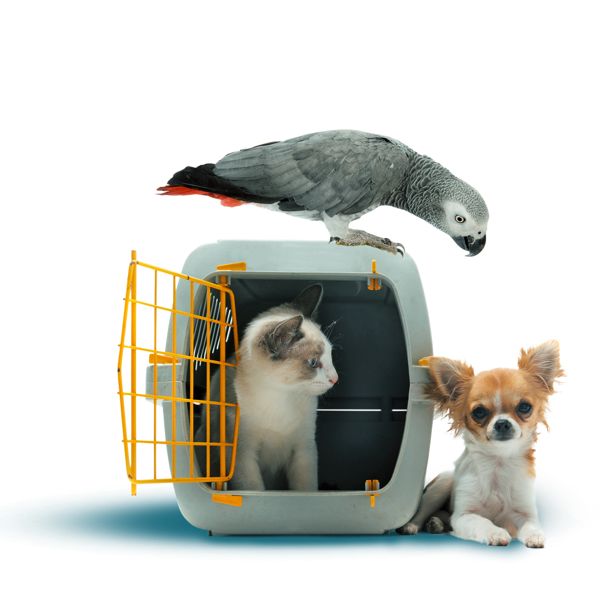 pet sitting dog cat pet travel dog
