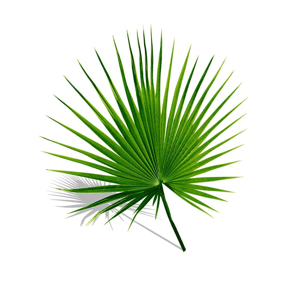 asian palmyra palm produk infinesse jakarta health product marketing palm leaf manuscript health