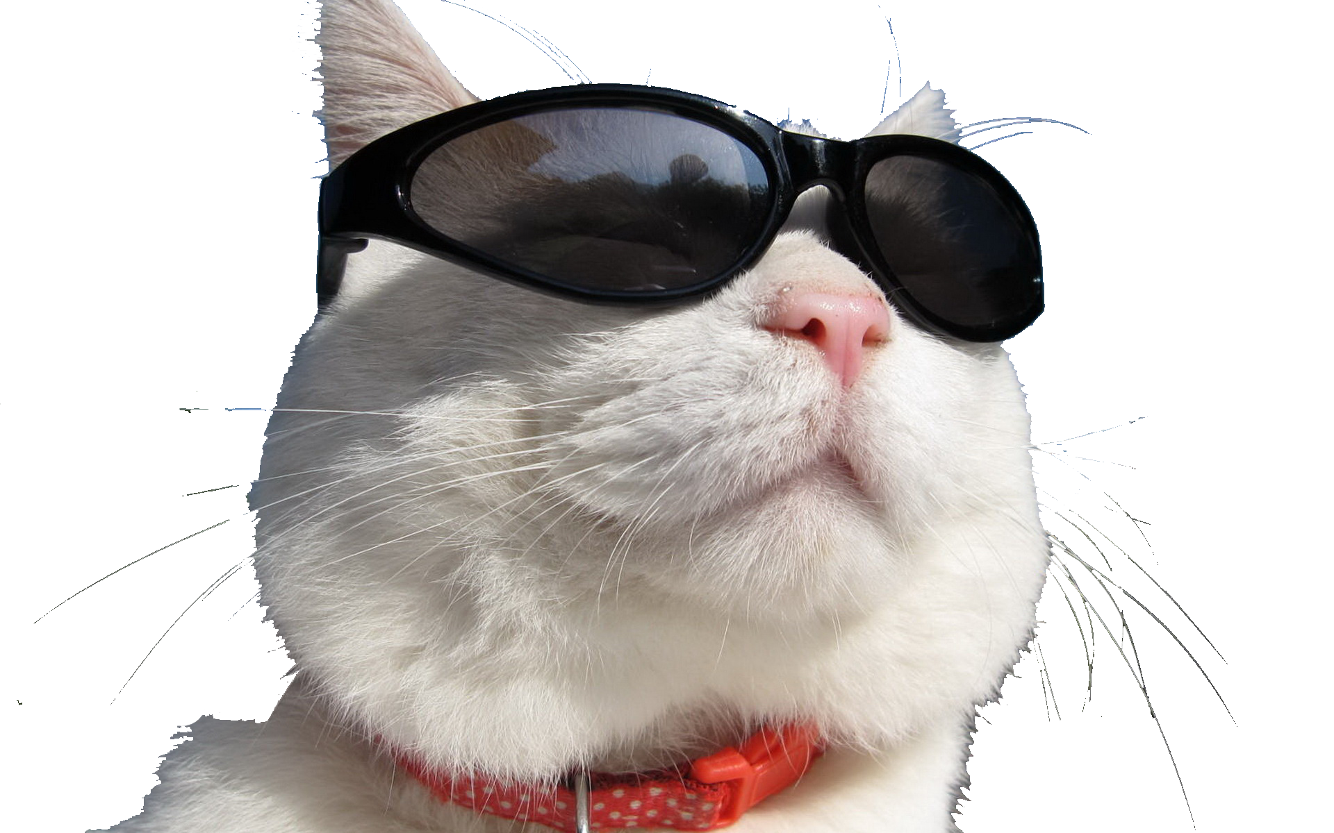 cat trade day trading foreign exchange market sunglasses cat