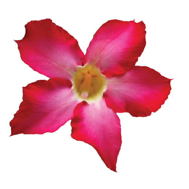 desert rose adenium social media marketing desert - Free Png Download | Seekpik