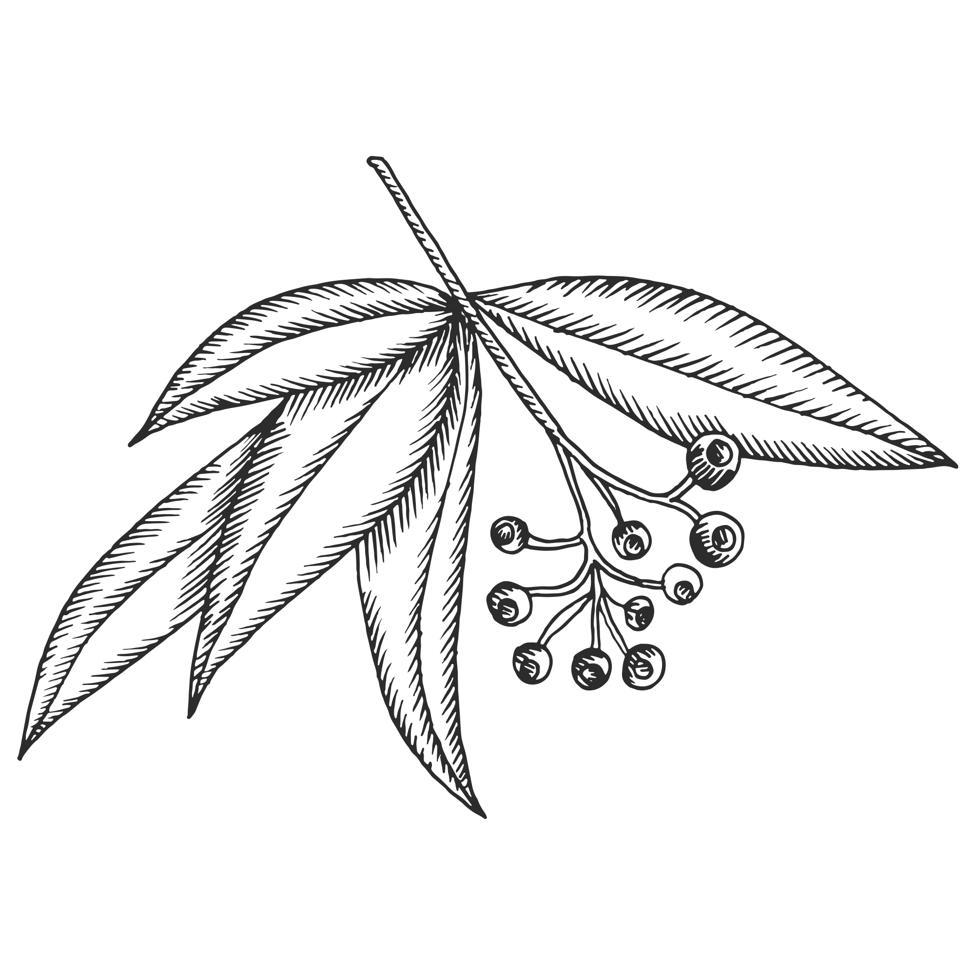 cocoon apothecary skin care drawing gum trees digital marketing advertising others