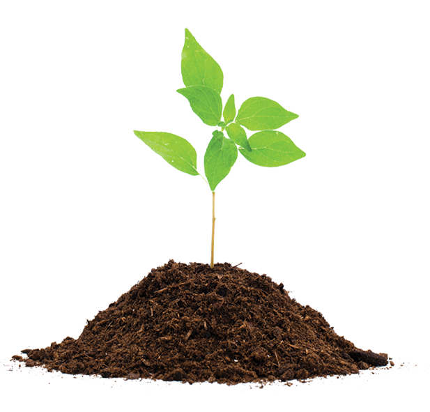 Young Green Seedling Sprouting from Dark Soil