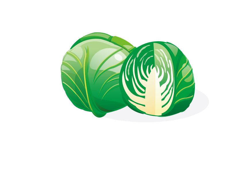 companion planting market garden crop rotation organic farming vector cabbage