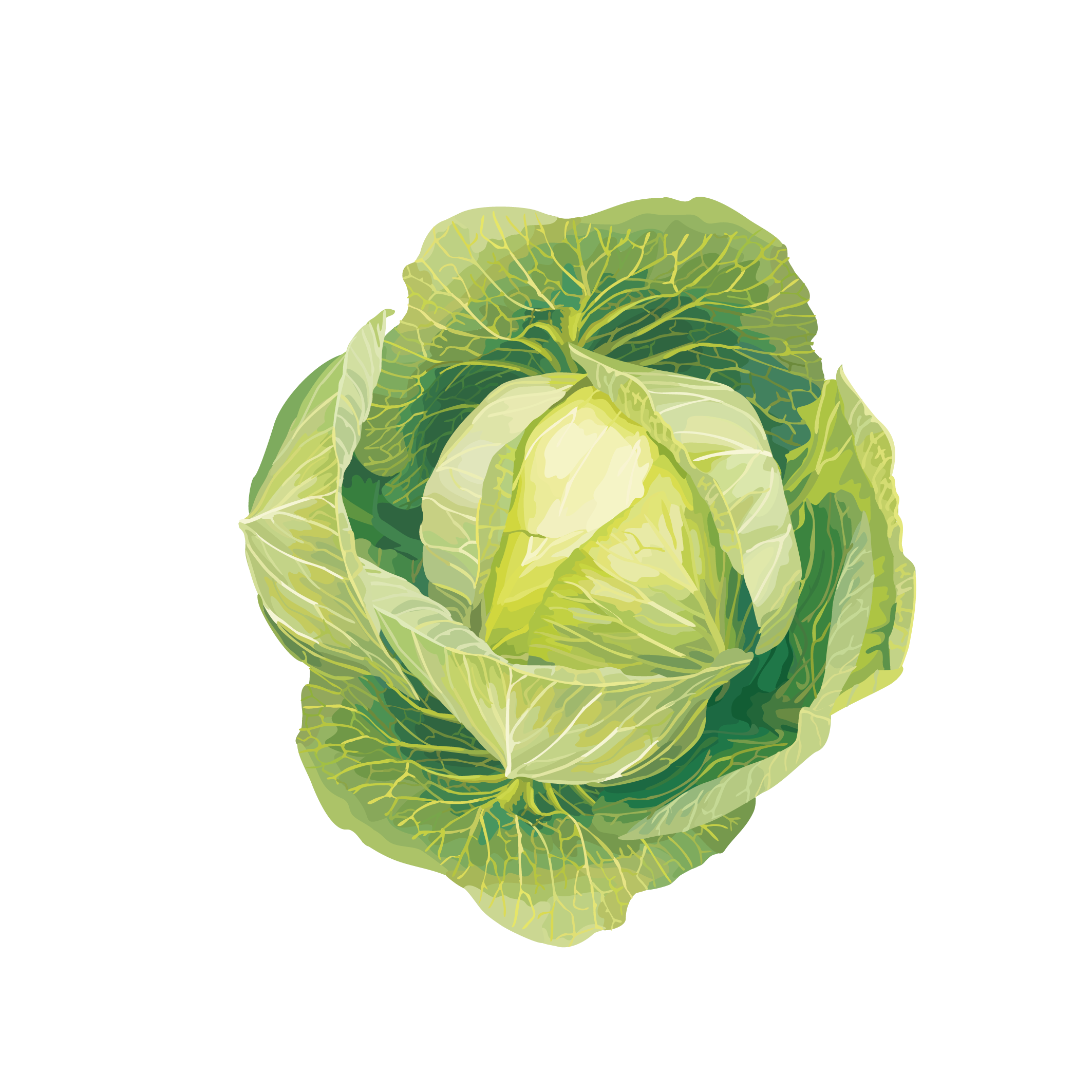 crop rotation agriculture market garden container garden plant fresh cabbage