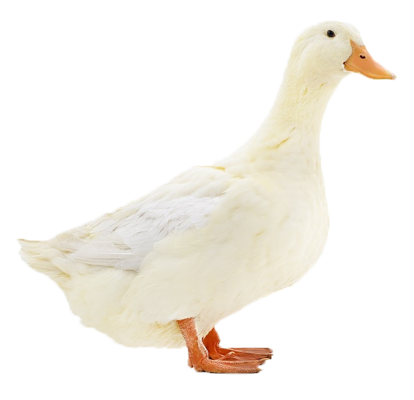 Egg Duck Meat American Pekin Muscovy Duck Food Meat Market Game Sausage transparent bac
