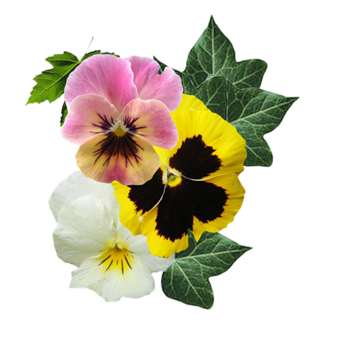 Family Shopping Scrapbooking Pansy Hobby Online Shopping Marianne Design Hobby Shop Marketing transparent bac