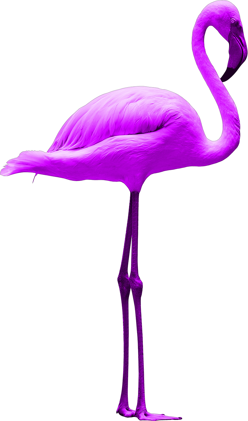 Purple Flamingo Standing on Long Legs