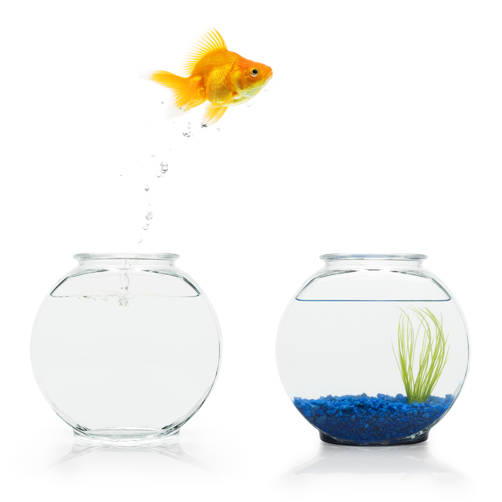 Orange Goldfish Leaping Between Bowls