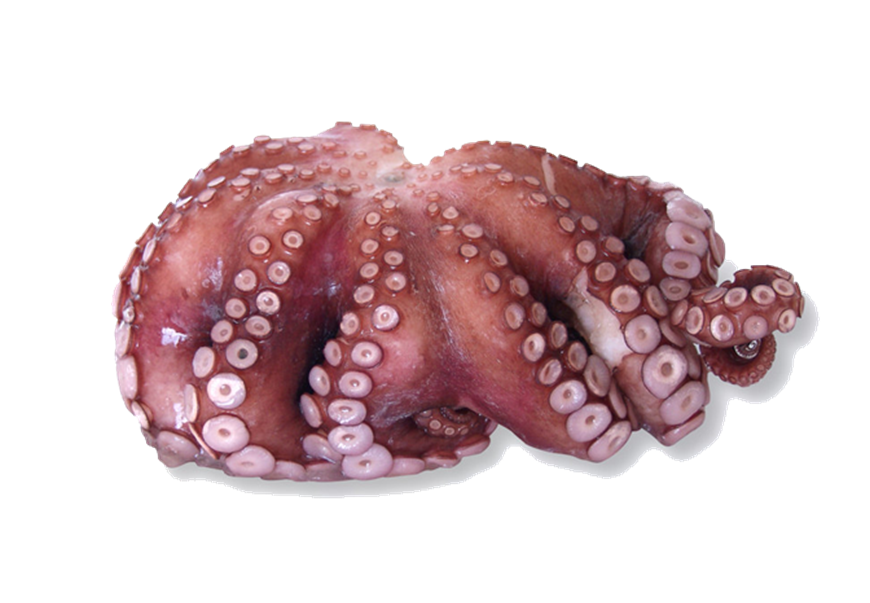 octopus cyanea cephalopod common octopus animal fish market
