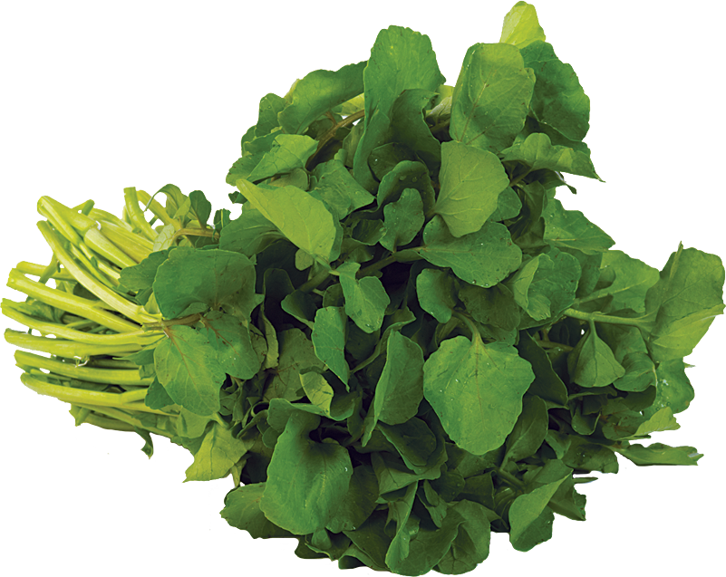 Fresh Green Watercress Bunch with Stems