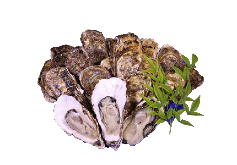 oyster mussel kesennuma clam tsukiji fish market postmaster