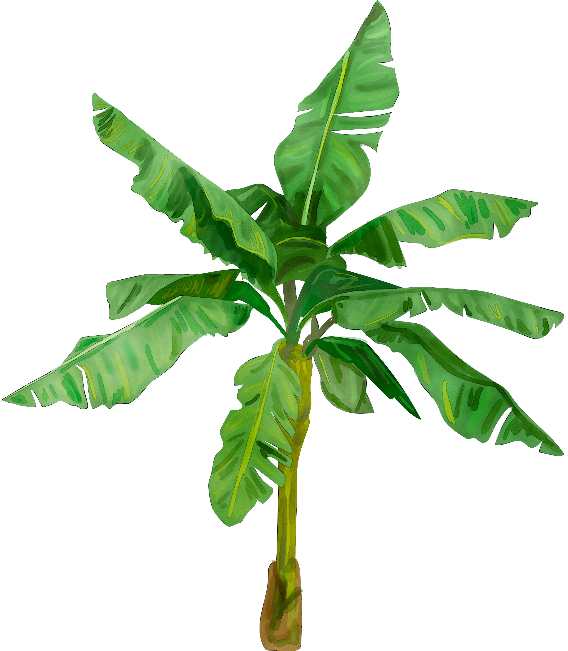 Papaya Leaf Fruit Vegetable Hortifruti Market Tomato Price Cepea transparent bac