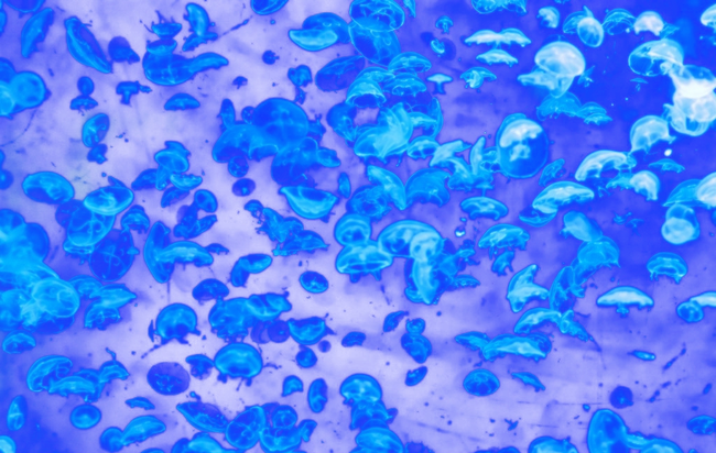 Dense Swarm of Blue Jellyfish