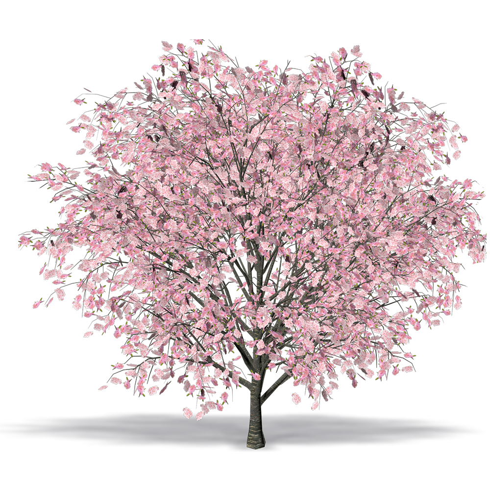 Cherry Blossom Tree East Asian Cherry Cerasus Cherries Computeraided Design Tibetan Cherry Plants Building Information Modeling transparent background PNG free download