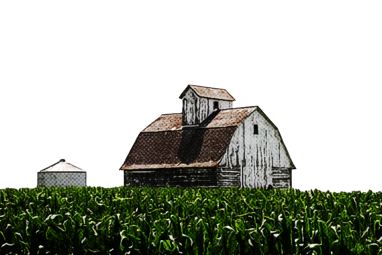 Farm grass rural area barn grass family House Field Land Lot Building Plantation transparent background PNG free download