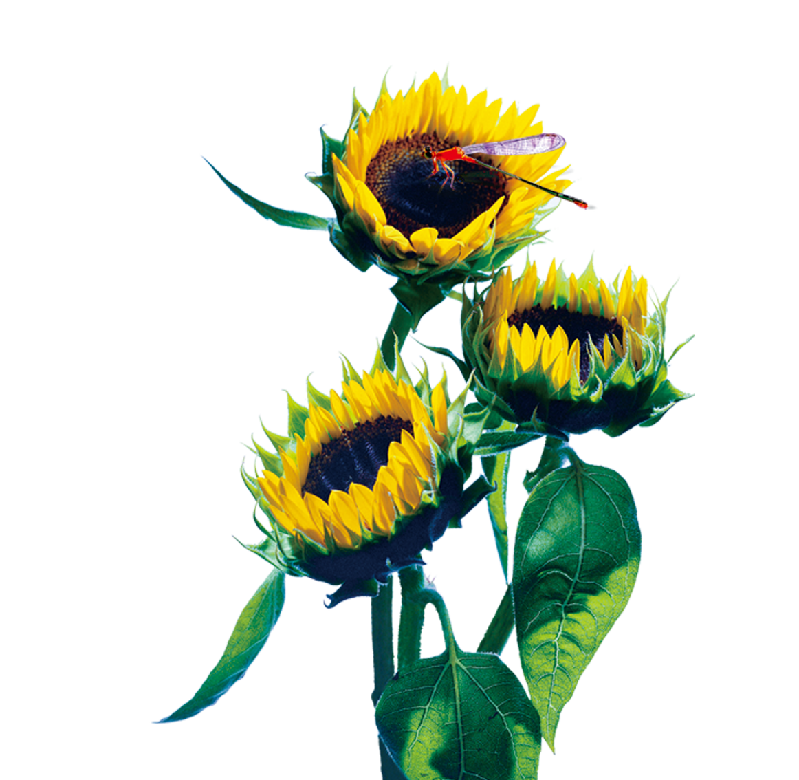 advertising real property building common sunflower sunflower