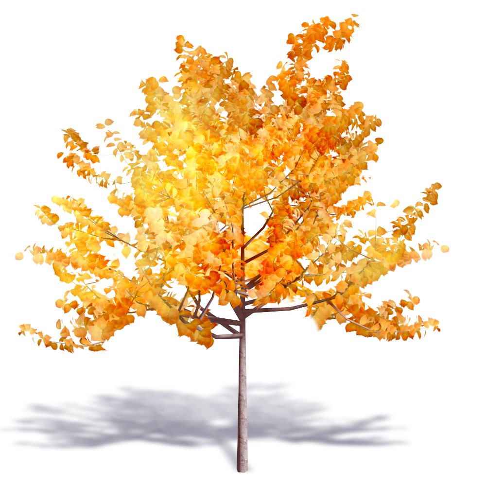 Autumn Leaf Drawing Autodesk Revit 3D Computer Graphics Tree Computeraided Design Building Information Modeling Woody Plant Orange transparent bac